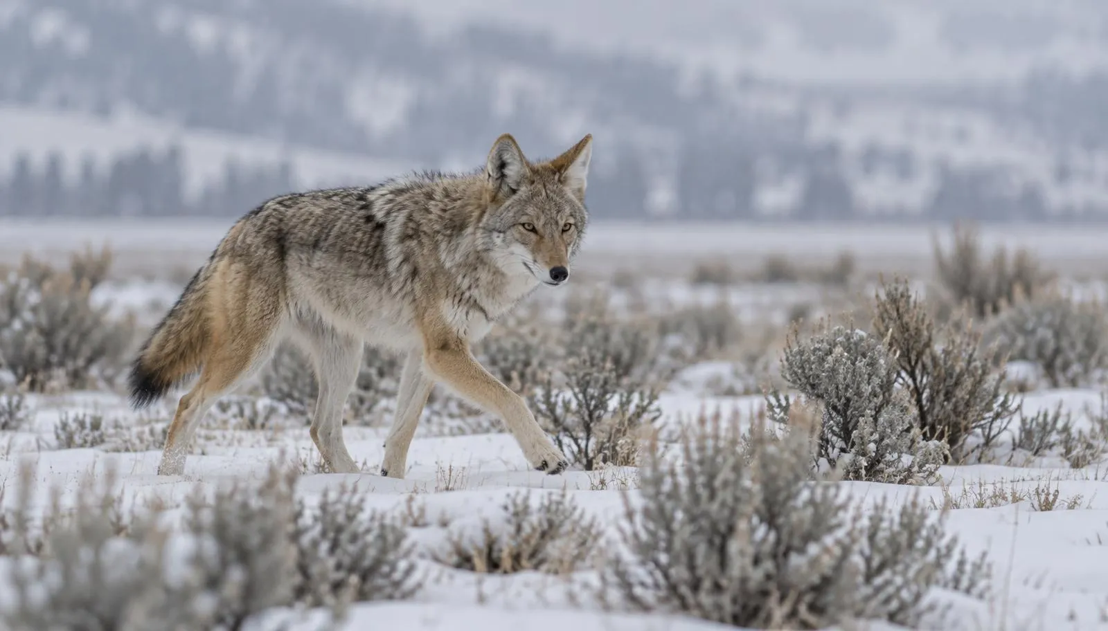 Coyote Hunting on Private Land by State (2026) Coyote trotting through snow-covered sagebrush flats on a gray winter morning