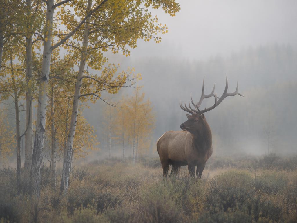 Unit 16E unit-wide elk authorization