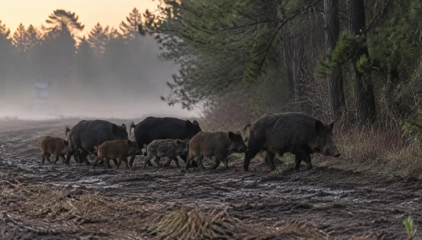 Feral Hog Hunting on Private Land, State by State A sounder of feral hogs with striped piglets crossing a muddy field edge beside pine woods at misty dawn