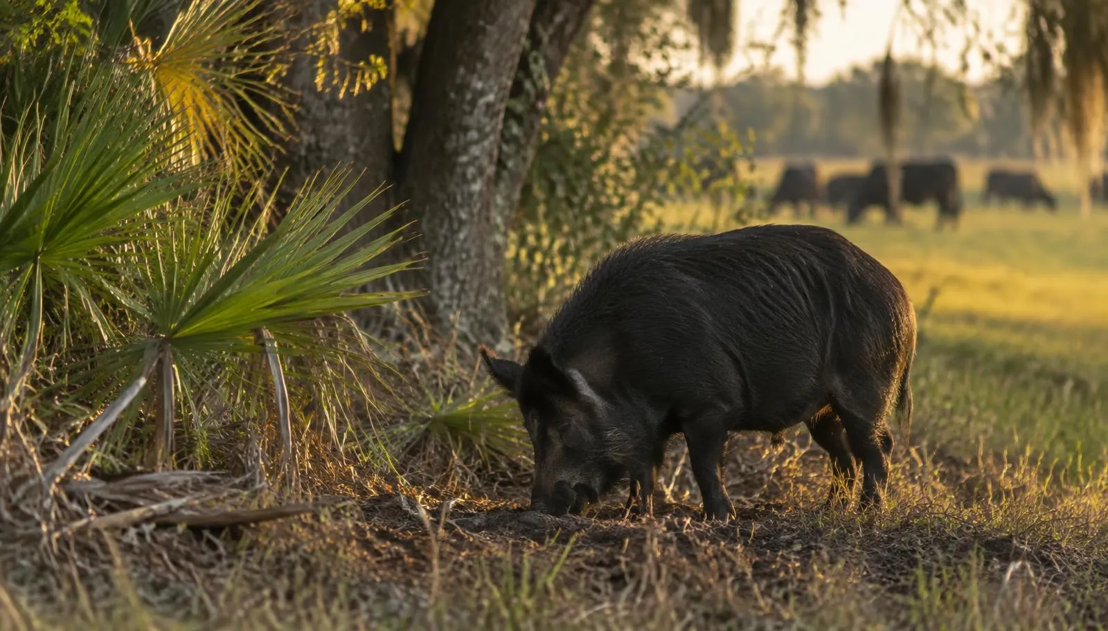 Florida Wild Hog Hunting on Private Land Black wild hog rooting under a live oak and saw palmetto on a Florida cattle ranch, cattle grazing behind