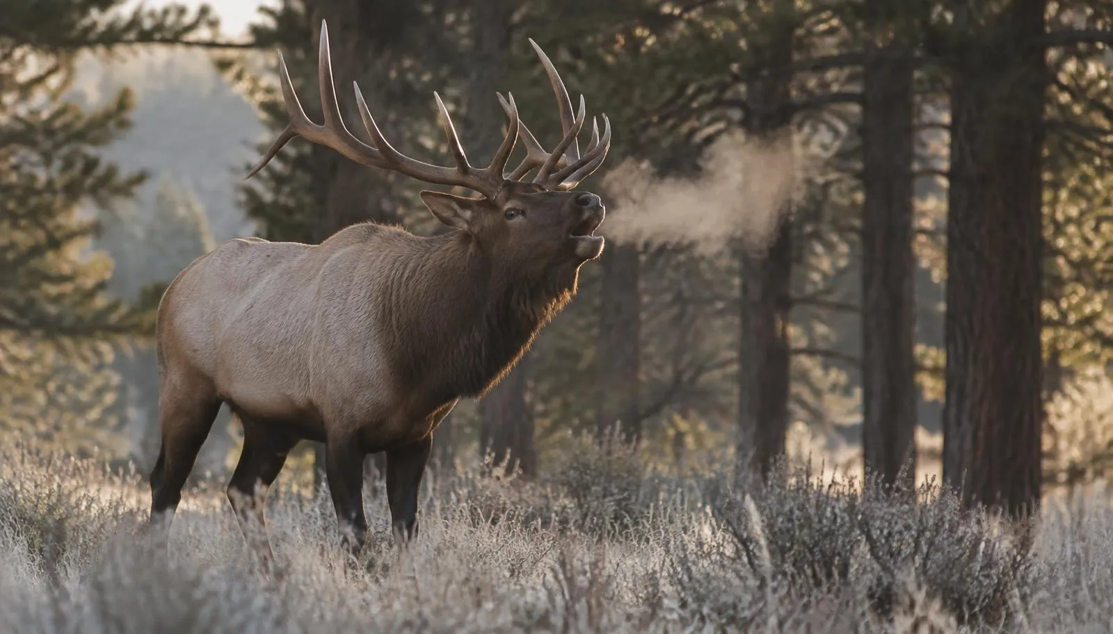 Bull elk bugling on a frosty morning at the edge of a ponderosa pine forest