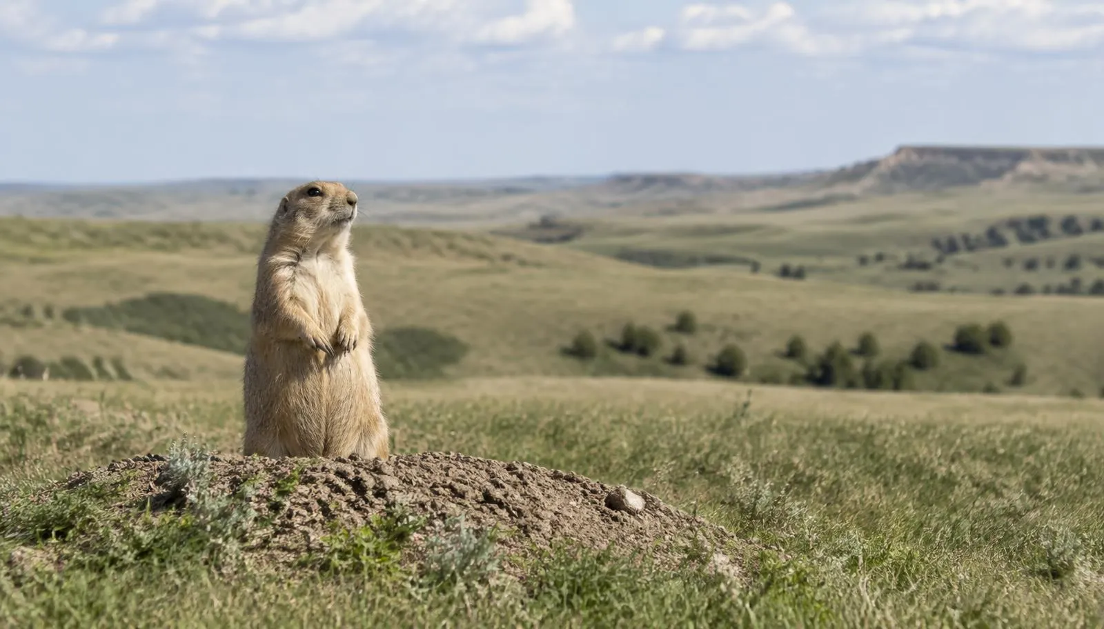 Black-tailed prairie dog standing on its burrow mound on rolling South Dakota grassland