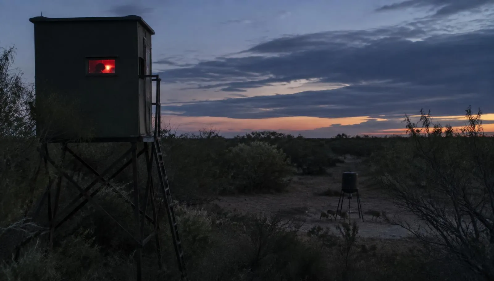 Elevated hunting blind with a red light glowing inside, overlooking a feeder in South Texas brush at dusk